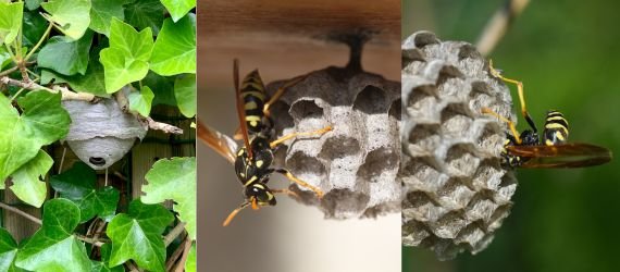 Wasp Removal Kew